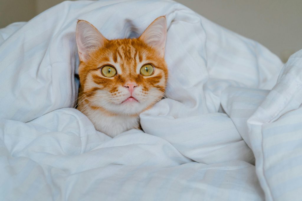 Duvet Day